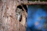 Western Screech Owl