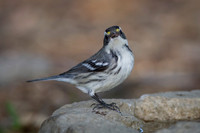 Black-Throated Gray Warbler