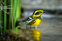 Townsend's Warbler