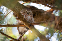 Saw-Whet Owls