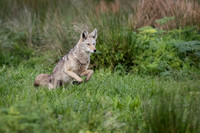 Coyote