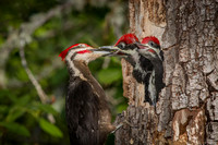 Pileated Woodpecker with Chicks