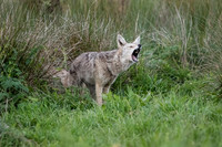 Coyote