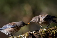 Western Bluebird Babies