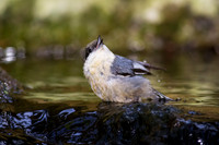 Pygmy Nuthatch