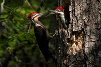 Pileated Woodpecker with Chick