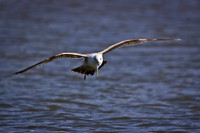 Gull with fish