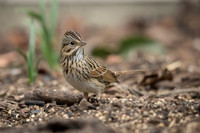 Lincoln's Sparrow