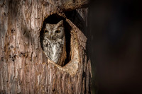 Western Screech Owl