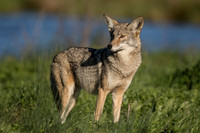 Coyote