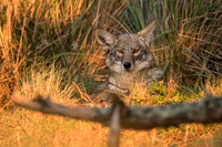 Coyote
