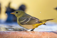 Western Tanager