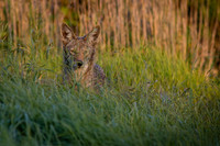 Coyote