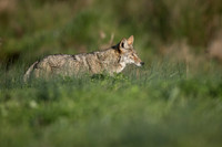 Coyote