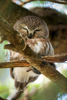 Saw-Whet Owl with lunch