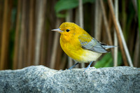 Prothonotary Warbler