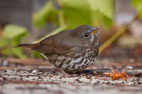 Fox Sparrow