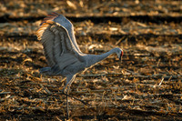 Sandhill Cranes