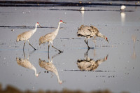 Sandhill Cranes