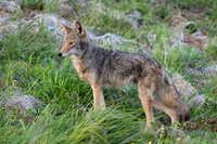 Coyote