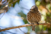 Western Bluebird Baby