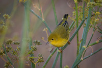 Yellow Warbler