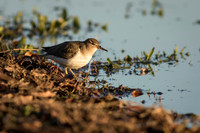 Spotted Sandpiper