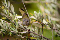 MacGilveray's Warbler