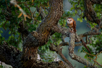 Barn Owl on oak