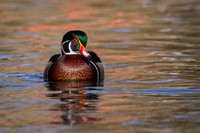 Wood Duck (Male)