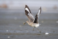 Willet