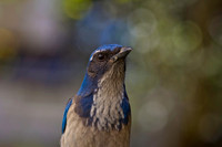 Western Scrub Jay