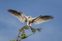 White-Tailed Kite