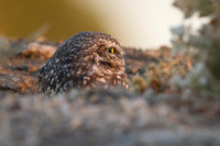 Burrowing Owl