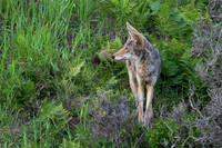 Coyote