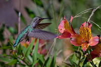 Anna's Hummingbird