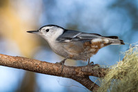 White-Breasted Nuthatch