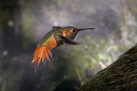 Allen's Hummingbird
