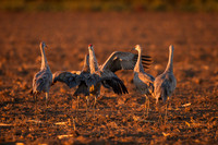 Sandhill Cranes