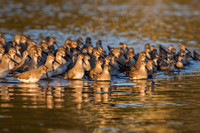 Dunlin