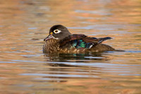 Wood Duck (Female)