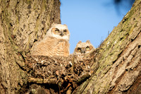 Great Horned Owlets