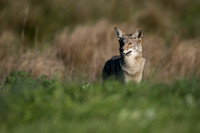Coyote