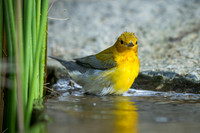 Prothonotary Warbler