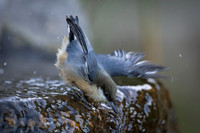 Pygmy Nuthatch