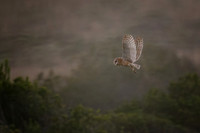 Barn Owl