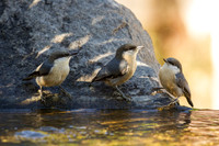 Pygmy Nuthatch