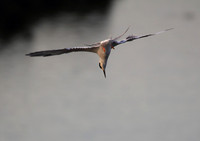 Diving Tern