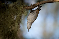 White-Breasted Nuthatch