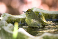 Orange-Crowned Warbler